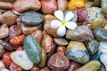 frangipani flower on pebble