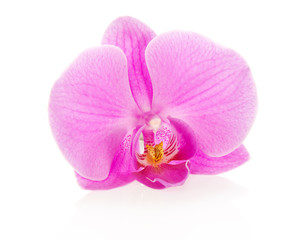 Orchid flower close up background