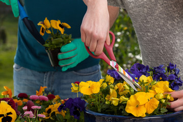 Horticulturists planting flowers