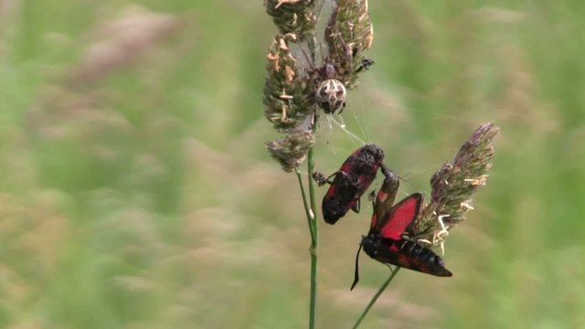 Burnet Moth Caught In Orb Spider Web