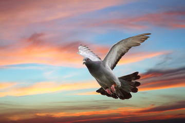 Fototapeta na wymiar pigeon flying over beautiful sunset sky