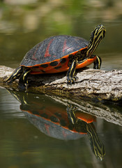 Fototapeta premium Rotbauch-Schmuckschildkröte