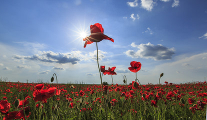 Rural fields of wild poppies on a sunny summer day
