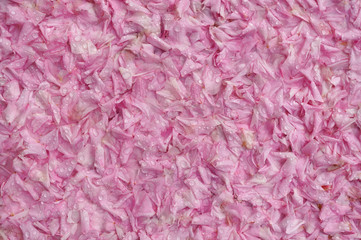 Hintergrund gefallene Kirschblütenblätter nach dem Regen