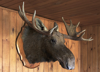 Stuffed moose head