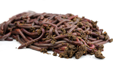 Canadian Nightcrawlers - fishing worms to the ground