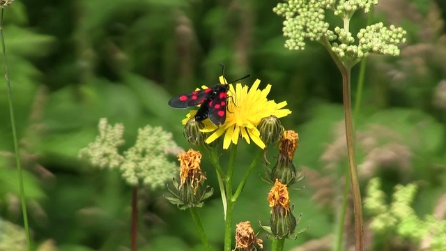 Burnet Moth Feeding On Yellow Flower