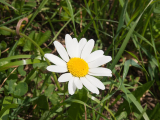 The white flower of chamomile