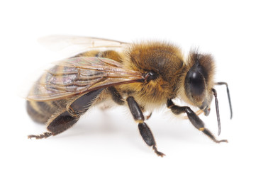 honeybee