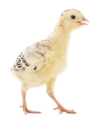 Chicken turkey