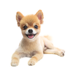 close up face of pomeranian puppy dog lying isolated white backg © stockphoto mania