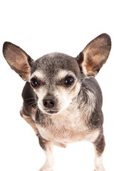 Closeup portrait of cute chihuahua dog