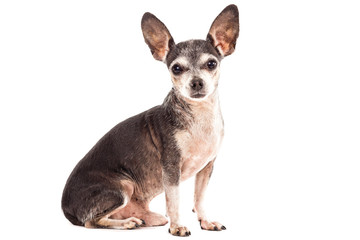 Closeup portrait of cute chihuahua dog