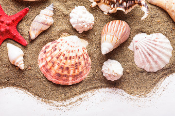 Seashells on the sand