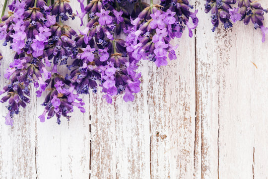 Fresh lavender