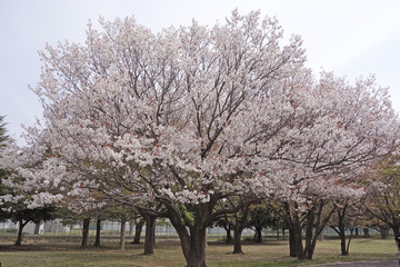 Fototapeta premium 2014年桜の花