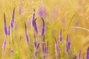 Fototapety  Flowers meadow