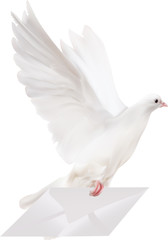 white dove with mail illustration