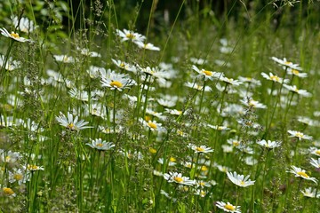 Margeriten