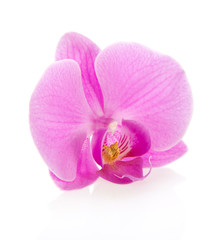 Naklejka na ściany i meble Orchid flower close up