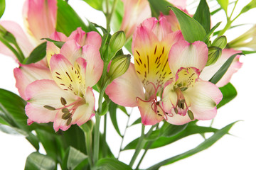 Pink alstroemeria in a vase with water