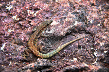 Lizard