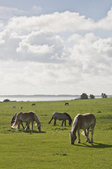 Horses grazing