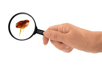 Flea under the magnifying glass - Siphonaptera