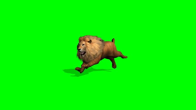 lion runs on green screen