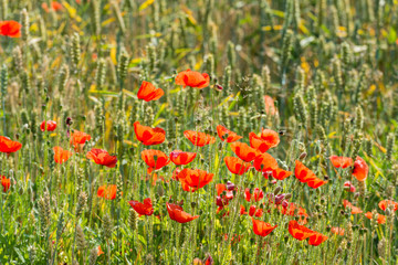 Budding and flowering poppies