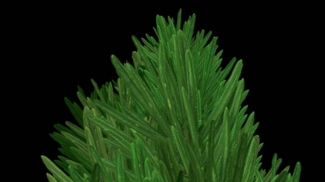 Verde001