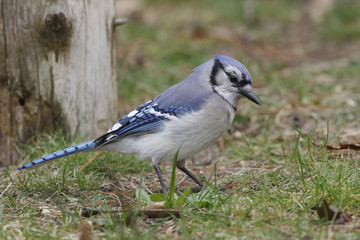 Blue Jay Foraging on the Ground