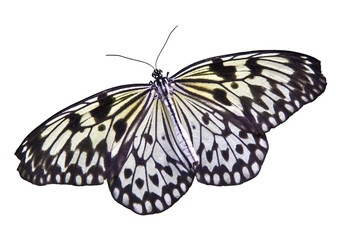 Isolated Butterfly