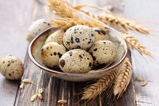 Qail Bilder Durchsuchen 150 Archivfotos, und Videos