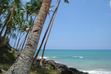 wild beach on Sri lanka coast