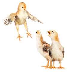 3 Chicks, One Jumping