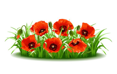 Red poppies in grass., vector