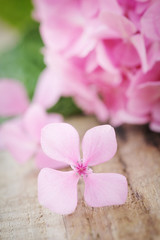 Closeup of a fallen pink hydrangea flower on wooden table
