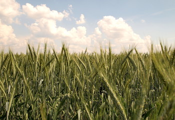 Not ripe wheat field