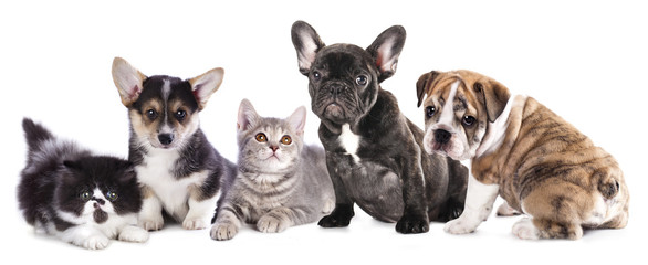 Cat and dog, British kitten and French Bulldog puppy