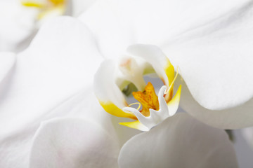 Panele Szklane Podświetlane  biała orchidea