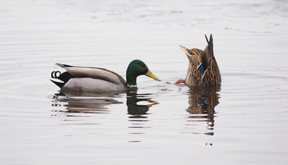 duck on the lake