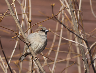 sparrow on branch