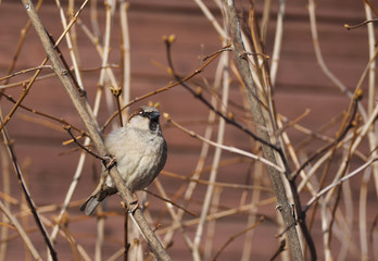 sparrow on branch