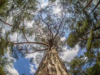 crown trees