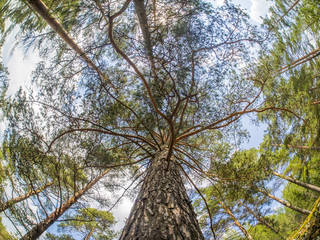 crown trees
