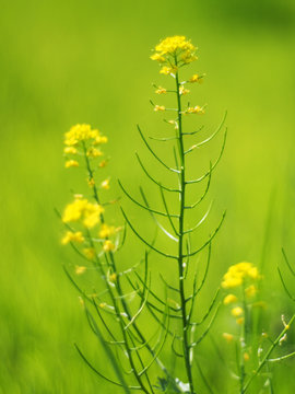 flowers winter cress
