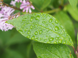 drops on leaves