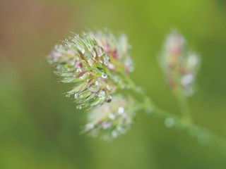 cereals in droplets