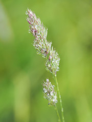 cereals in droplets